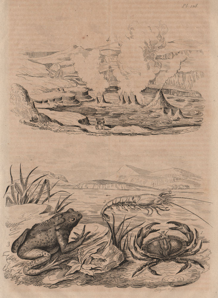 Crabe (Crab). Crangon (caridean shrimp). Crapaud (Toad). Geysers 1834 print